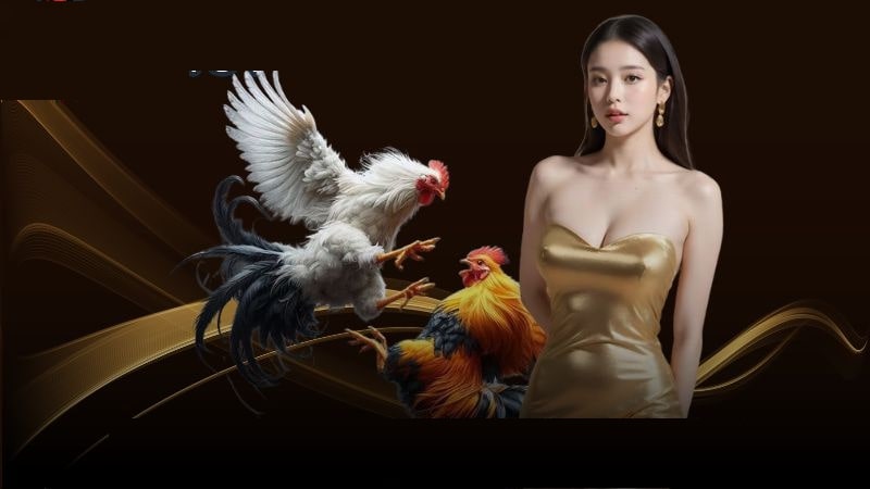 Giới thiệu đôi nét về sảnh Đá gà Ga28 Qibet